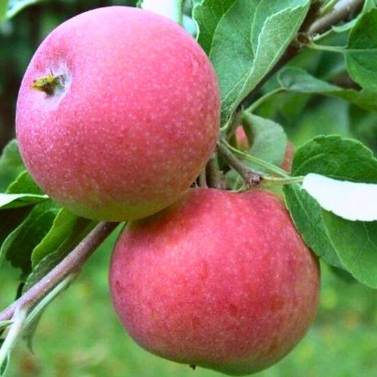  Vasarinė obelis "GENEVA EARLY"